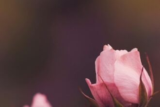 Why has my intimate area become darker over time