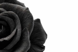 Labia Darkening Causes Myths vs Facts