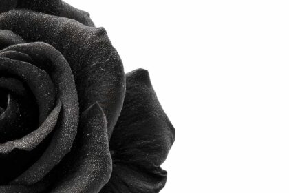 Labia Darkening Causes Myths vs Facts