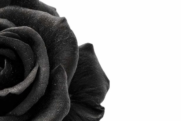 Labia Darkening Causes Myths vs Facts