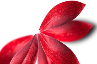 Labia Shapes & Sizes