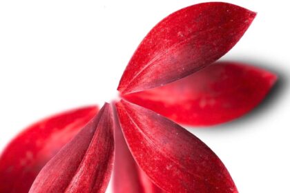 Labia Shapes & Sizes